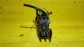 Item:203836