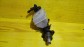 Item:206359