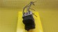 Item:208507