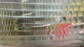 Item:208668