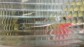 Item:208668