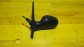 Item:213692