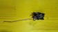 Item:213805