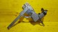 Item:216183