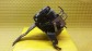 Item:239875