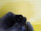 Item:244571